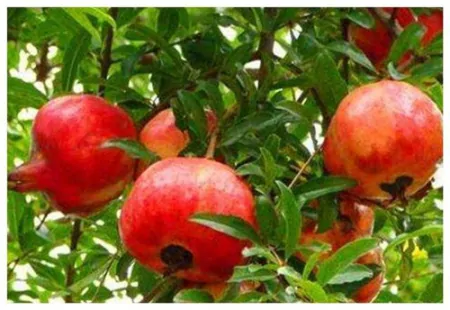 秦始皇陵中到底藏了多少水银？你看皇陵周边的石榴树，就知道了-秦始皇陵石榴树的石榴怎么处理了