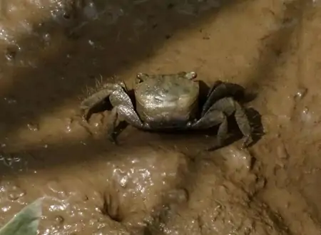 6名女生吃自助餐，上来只吃螃蟹，吃完将154个蟹壳整整齐齐摆一桌（女生吃自助餐专挑螃蟹吃）