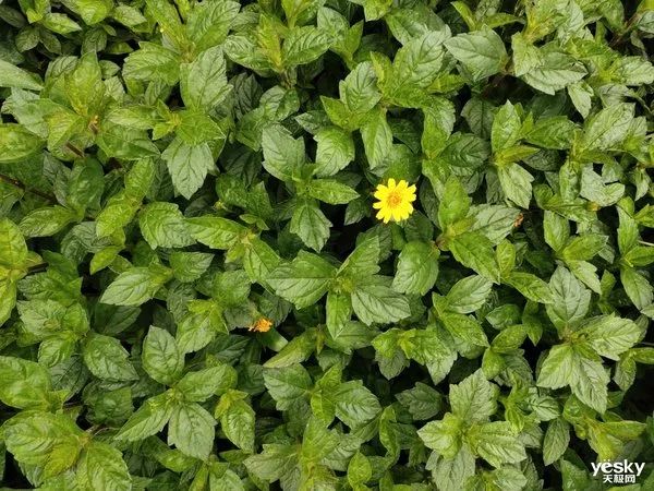 升降+多焦三摄镜头 vivo X27拍照旗舰评测-vivox27拍照多少倍变焦