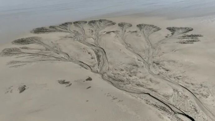 太震撼！钱塘江边闪现“参天大树”，网友感叹：第一次看到这么壮观的景象（杭州钱塘江吃鱼好去处）