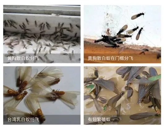 为什么上海白蚁会如此严重?（上海白蚁一般什么时候出现）