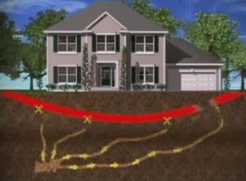 【头疼！】白蚁纷飞，为什么穷尽所能也灭不完？（白蚁怎么了）