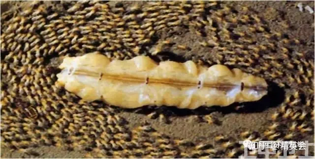 【头疼！】白蚁纷飞，为什么穷尽所能也灭不完？（白蚁怎么了）