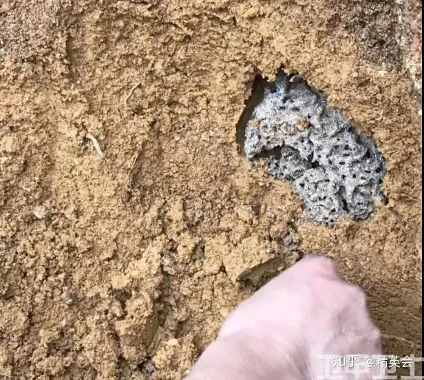 【头疼！】白蚁纷飞，为什么穷尽所能也灭不完？（白蚁怎么了）