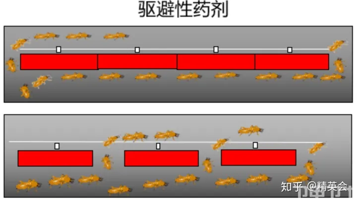 【头疼！】白蚁纷飞，为什么穷尽所能也灭不完？（白蚁怎么了）