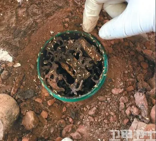 【头疼！】白蚁纷飞，为什么穷尽所能也灭不完？（白蚁怎么了）