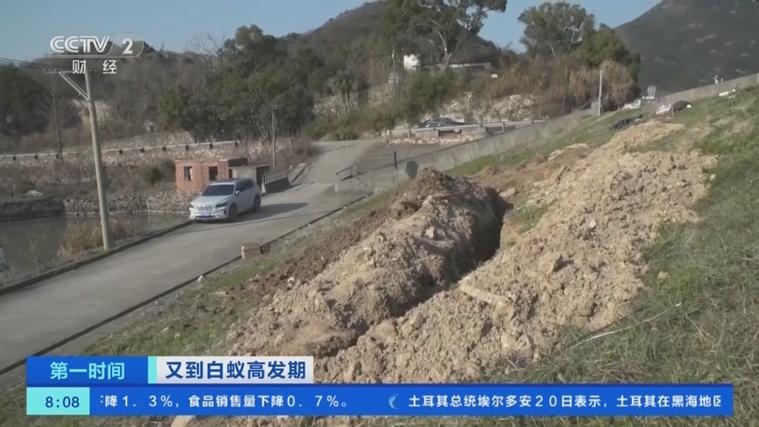 防患未然！浙江大坝挖出十几年白蚁后，白蚁对大坝的威胁有多严重（水库白蚁防治方法）