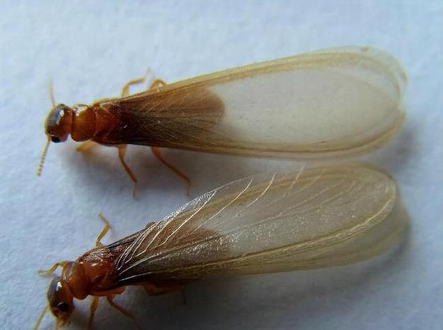 防患未然！浙江大坝挖出十几年白蚁后，白蚁对大坝的威胁有多严重（水库白蚁防治方法）