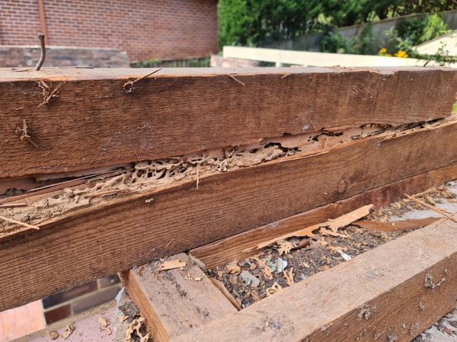 防患未然！浙江大坝挖出十几年白蚁后，白蚁对大坝的威胁有多严重（水库白蚁防治方法）