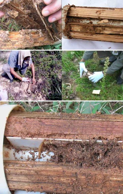 防患未然！浙江大坝挖出十几年白蚁后，白蚁对大坝的威胁有多严重（水库白蚁防治方法）