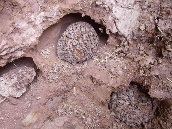 防患未然！浙江大坝挖出十几年白蚁后，白蚁对大坝的威胁有多严重（水库白蚁防治方法）