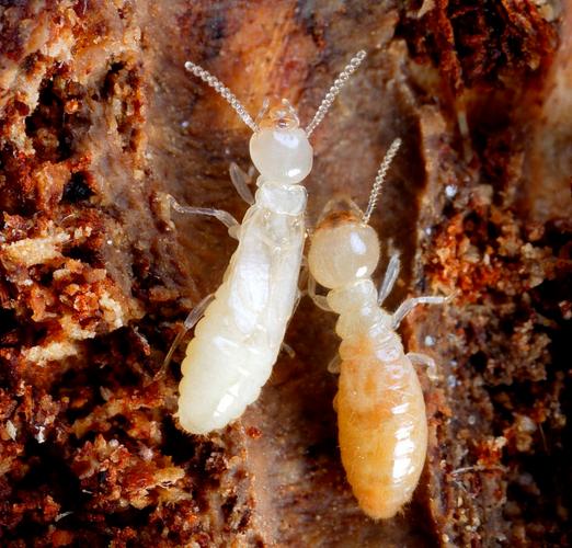 防患未然！浙江大坝挖出十几年白蚁后，白蚁对大坝的威胁有多严重（水库白蚁防治方法）