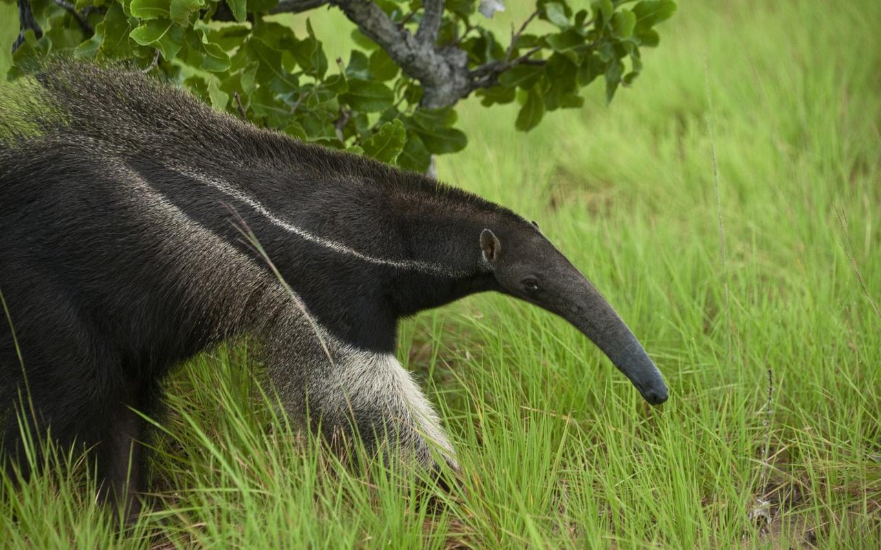 防患未然！浙江大坝挖出十几年白蚁后，白蚁对大坝的威胁有多严重（水库白蚁防治方法）