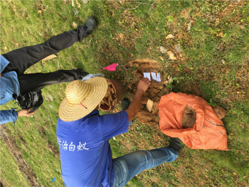 防患未然！浙江大坝挖出十几年白蚁后，白蚁对大坝的威胁有多严重（水库白蚁防治方法）