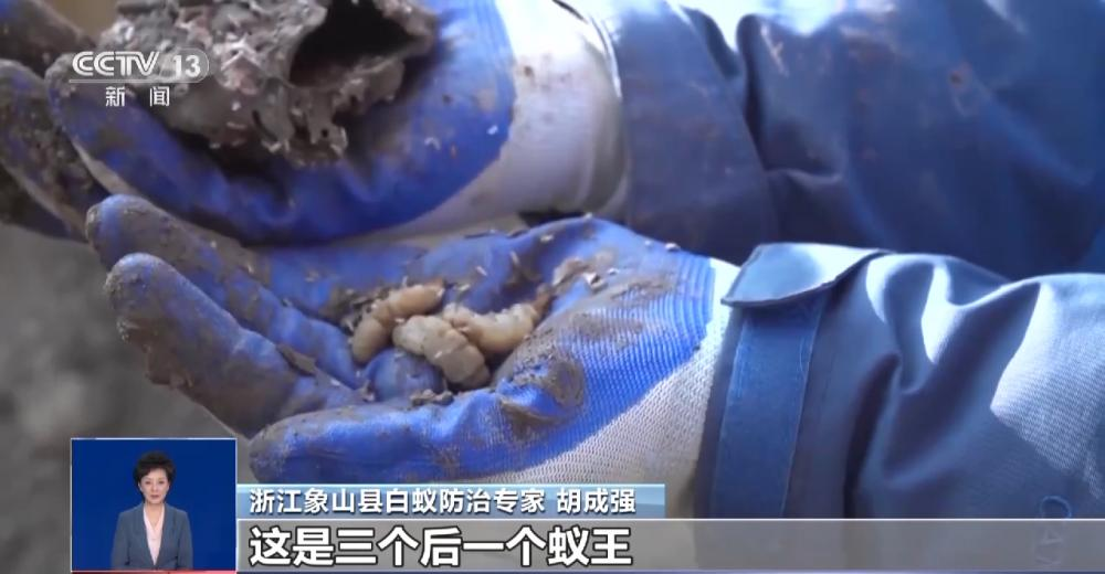 浙江一大坝挖出生长十几年白蚁后，为罕见的“一王三后”（白蚁造成的损失怎么处理）