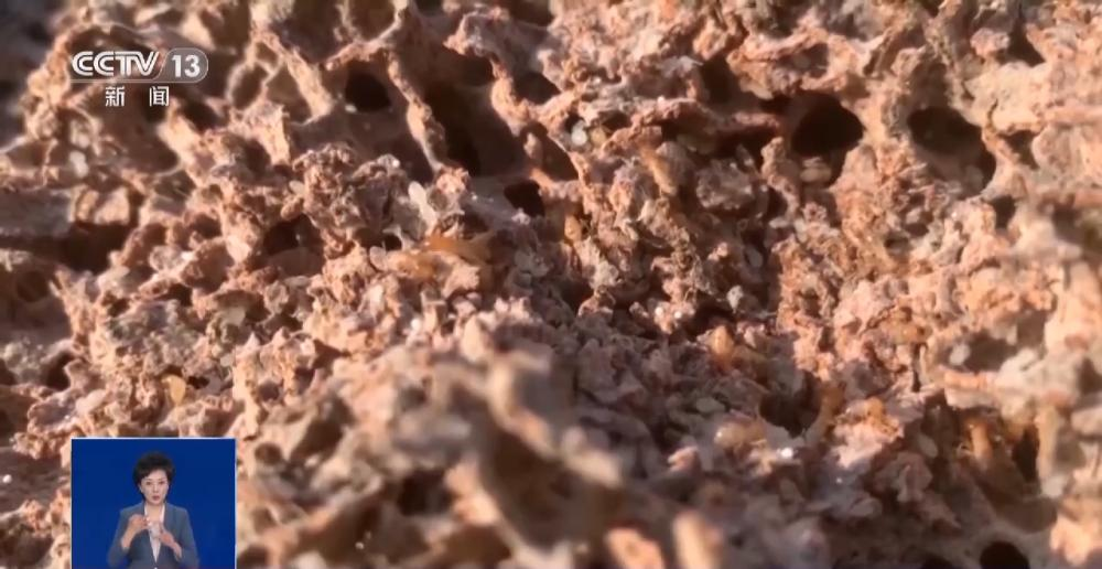 浙江一大坝挖出生长十几年白蚁后，为罕见的“一王三后”（白蚁造成的损失怎么处理）