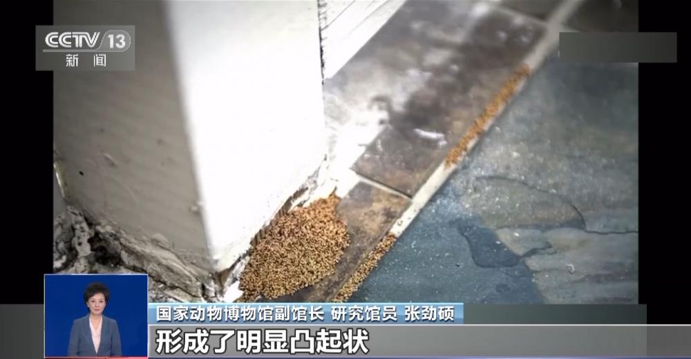 浙江一大坝挖出生长十几年白蚁后，为罕见的“一王三后”（白蚁造成的损失怎么处理）