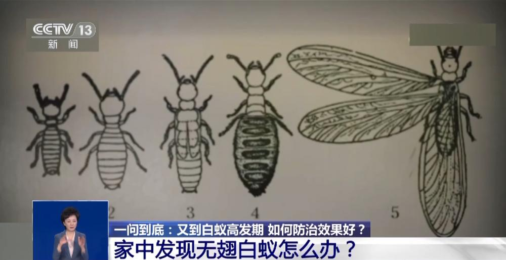 浙江一大坝挖出生长十几年白蚁后，为罕见的“一王三后”（白蚁造成的损失怎么处理）