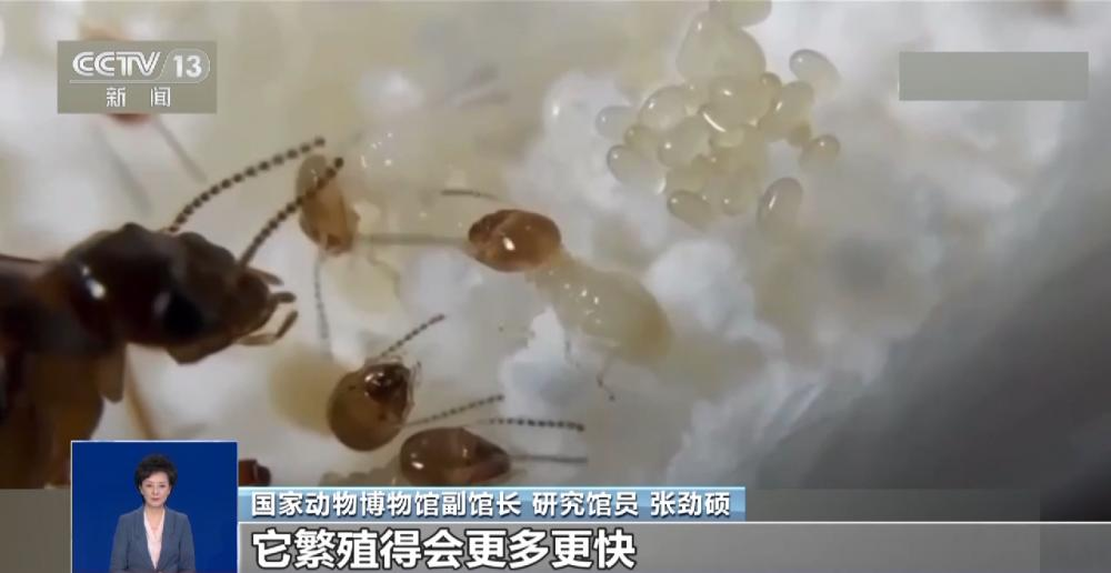 浙江一大坝挖出生长十几年白蚁后，为罕见的“一王三后”（白蚁造成的损失怎么处理）