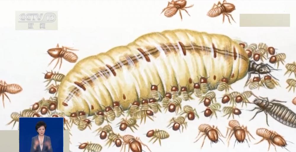 浙江一大坝挖出生长十几年白蚁后，为罕见的“一王三后”（白蚁造成的损失怎么处理）
