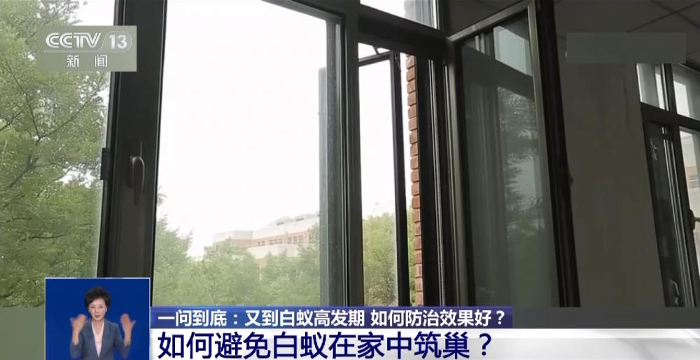 浙江一大坝挖出生长十几年白蚁后，为罕见的“一王三后”（白蚁造成的损失怎么处理）