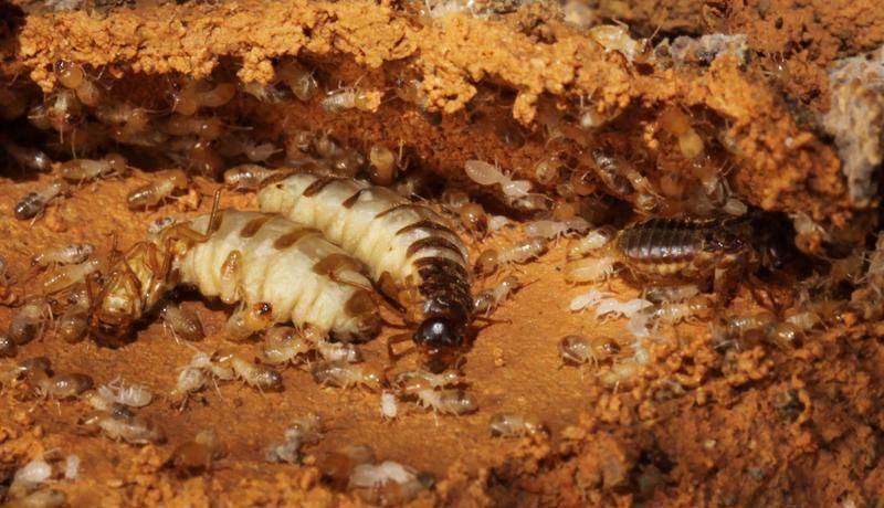 浙江一大坝挖出生长十几年白蚁后，防治白蚁的方法有哪些？（水库堤坝白蚁灭治施工方案）