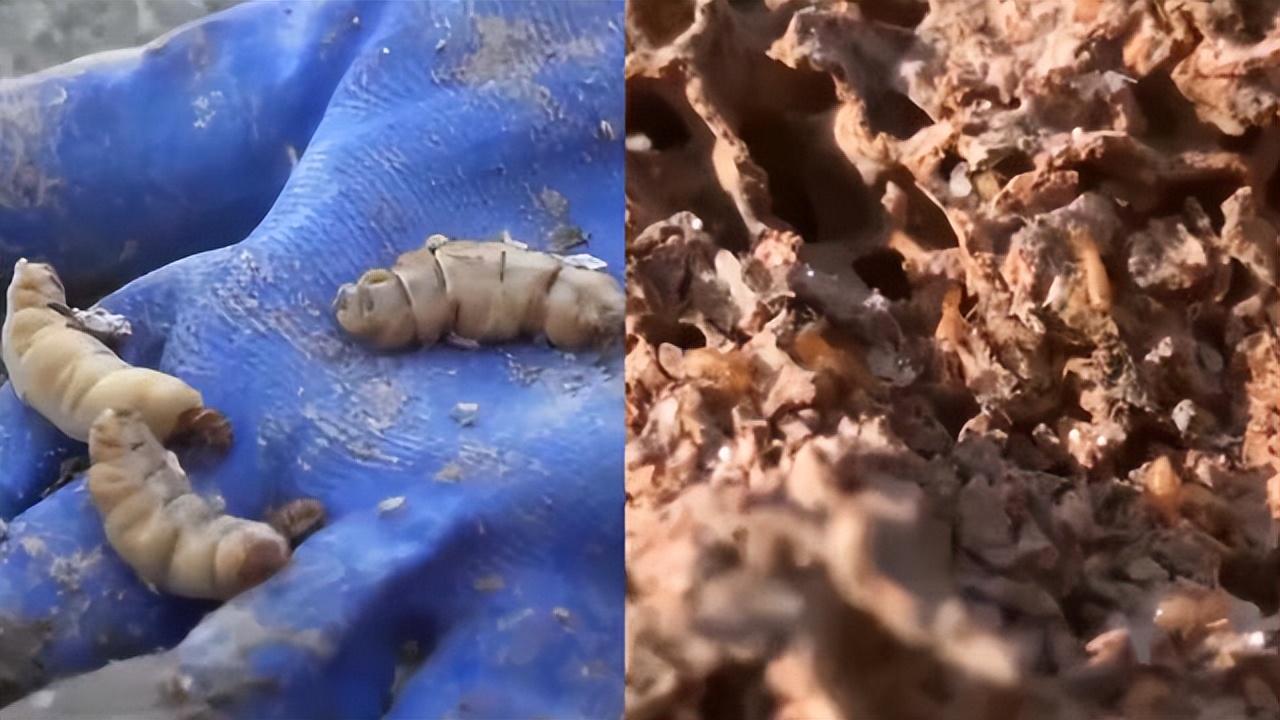 浙江一大坝挖出生长十几年白蚁后，防治白蚁的方法有哪些？（水库堤坝白蚁灭治施工方案）
