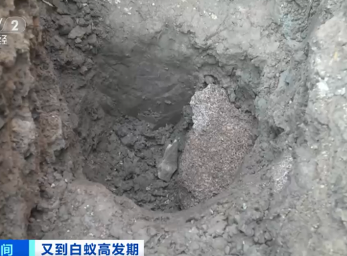 浙江一大坝挖出生长十几年白蚁后，防治白蚁的方法有哪些？（水库堤坝白蚁灭治施工方案）