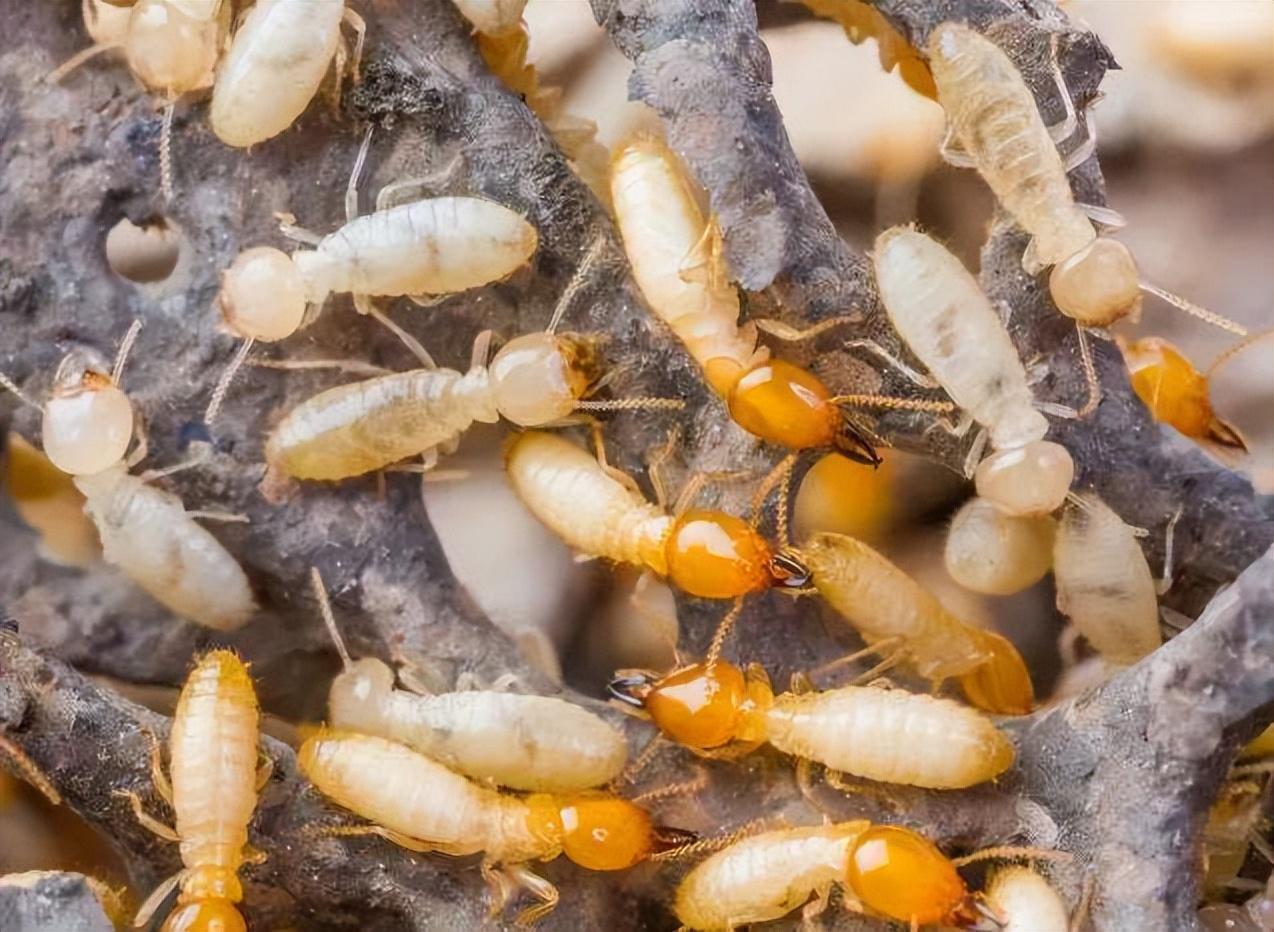 浙江一大坝挖出生长十几年白蚁后，防治白蚁的方法有哪些？（水库堤坝白蚁灭治施工方案）