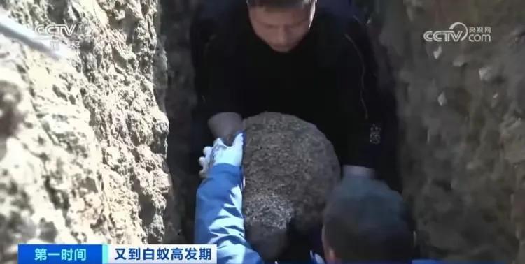 浙江一大坝挖出生长十几年白蚁后，实属罕见！（白蚁对水库大坝有哪些危害和好处）