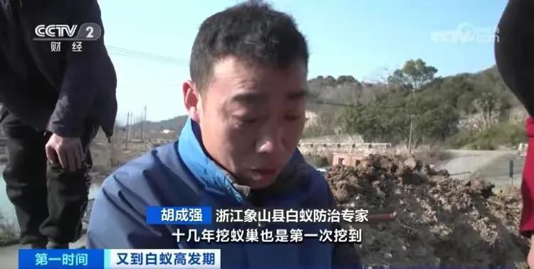 浙江一大坝挖出生长十几年白蚁后，实属罕见！（白蚁对水库大坝有哪些危害和好处）