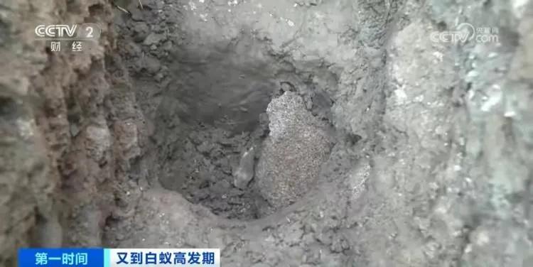 浙江一大坝挖出生长十几年白蚁后，实属罕见！（白蚁对水库大坝有哪些危害和好处）