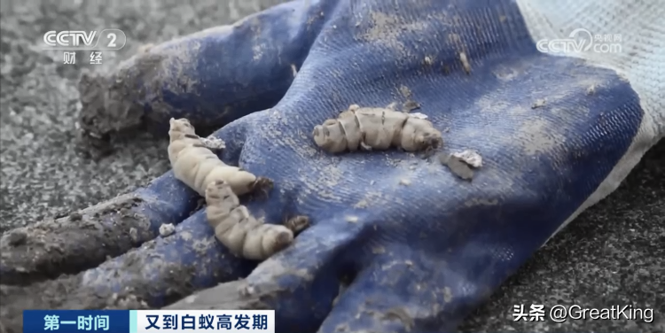 “一夫一妻制”？浙江水库大坝发现“一夫三妻制”白蚁！（浙江一水库见底）