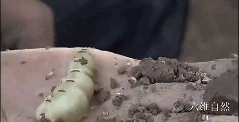 连白蚁都堕落了，浙江一大坝挖出巨型蚁巢，罕见现一蚁王和三蚁后（堤坝白蚁防治）