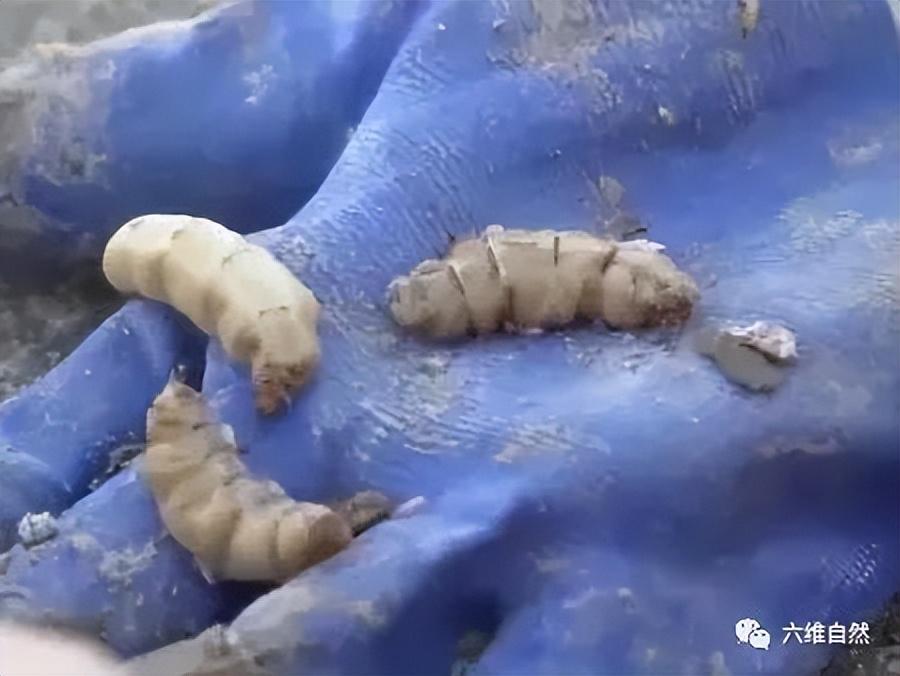 连白蚁都堕落了，浙江一大坝挖出巨型蚁巢，罕见现一蚁王和三蚁后（堤坝白蚁防治）