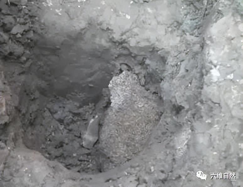 连白蚁都堕落了，浙江一大坝挖出巨型蚁巢，罕见现一蚁王和三蚁后（堤坝白蚁防治）