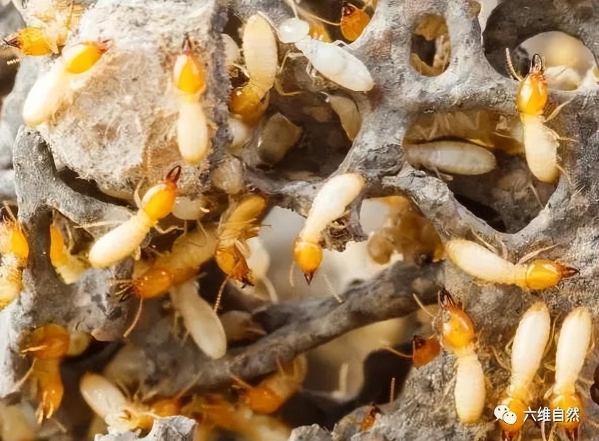 连白蚁都堕落了，浙江一大坝挖出巨型蚁巢，罕见现一蚁王和三蚁后（堤坝白蚁防治）