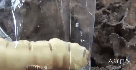 连白蚁都堕落了，浙江一大坝挖出巨型蚁巢，罕见现一蚁王和三蚁后（堤坝白蚁防治）