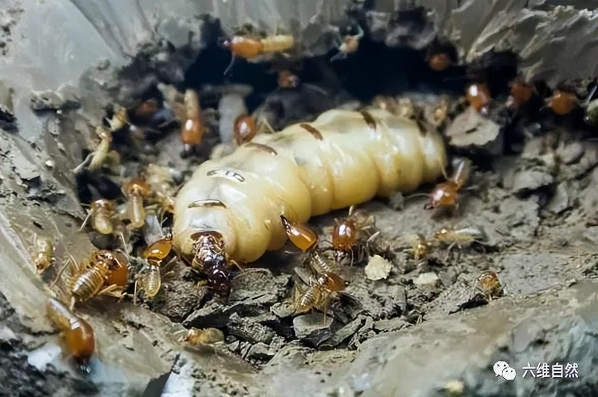 连白蚁都堕落了，浙江一大坝挖出巨型蚁巢，罕见现一蚁王和三蚁后（堤坝白蚁防治）