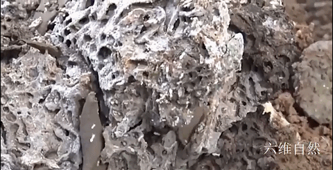 连白蚁都堕落了，浙江一大坝挖出巨型蚁巢，罕见现一蚁王和三蚁后（堤坝白蚁防治）