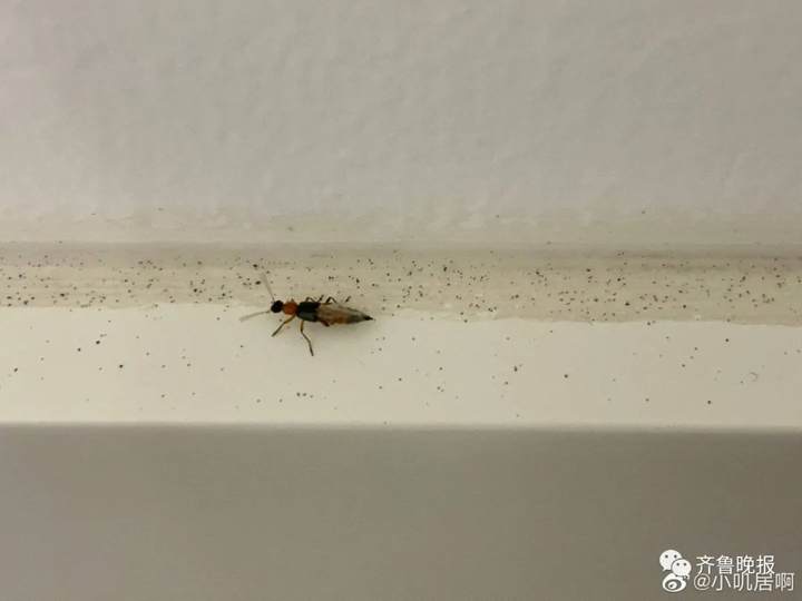 只因一条小虫，女子差点毁容！看完后怕…（一条虫打一成语是什么成语）