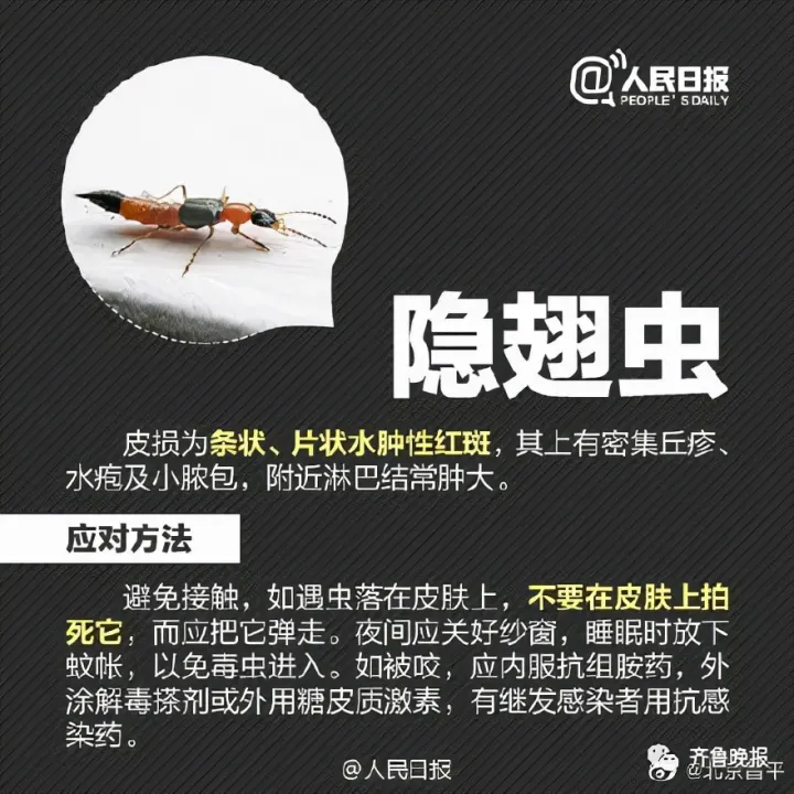 只因一条小虫，女子差点毁容！看完后怕…（一条虫打一成语是什么成语）