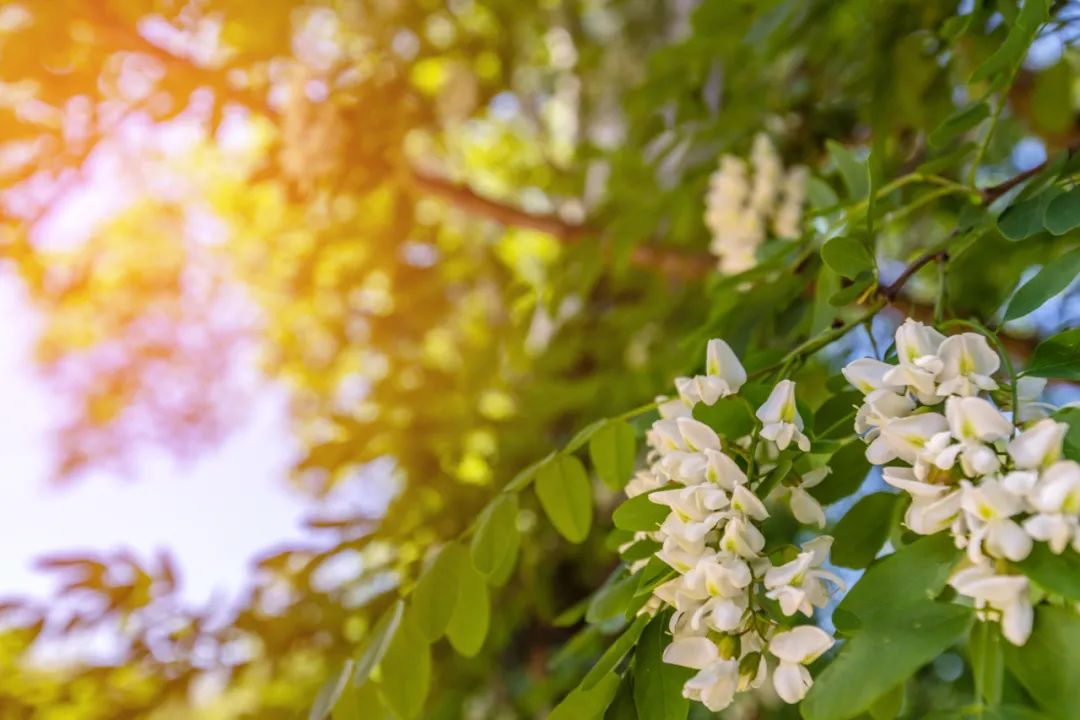 立夏吃什么-夏至吃什么食物最好