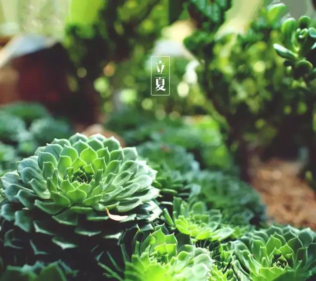 立夏吃什么养生 吃八种食物清热降火-立冬的风俗吃什么