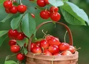 立夏吃什么养生 吃八种食物清热降火-立冬的风俗吃什么