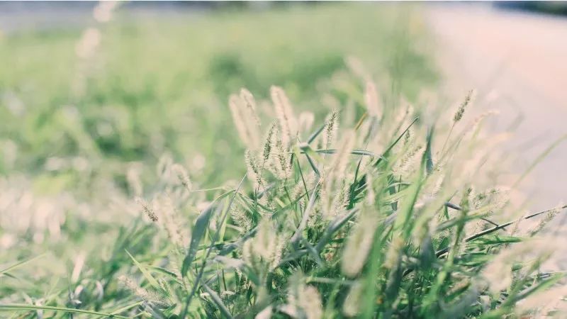 【饮食】立夏吃什么健康?-减肥如何一个月暴瘦20斤