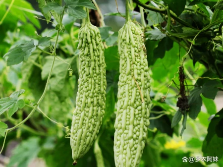 立夏后，这5种应季菜别错过，第五种大多数人不知道-包菜季节