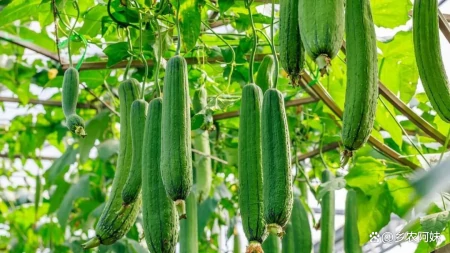 立夏后，这5种应季菜别错过，第五种大多数人不知道-包菜季节