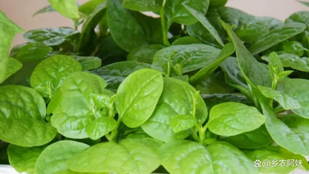 立夏后，这5种应季菜别错过，第五种大多数人不知道-包菜季节