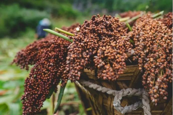 买白酒，不是越贵越好，行家：学会4个诀窍，再便宜也是纯粮好酒-如何买白酒便宜点